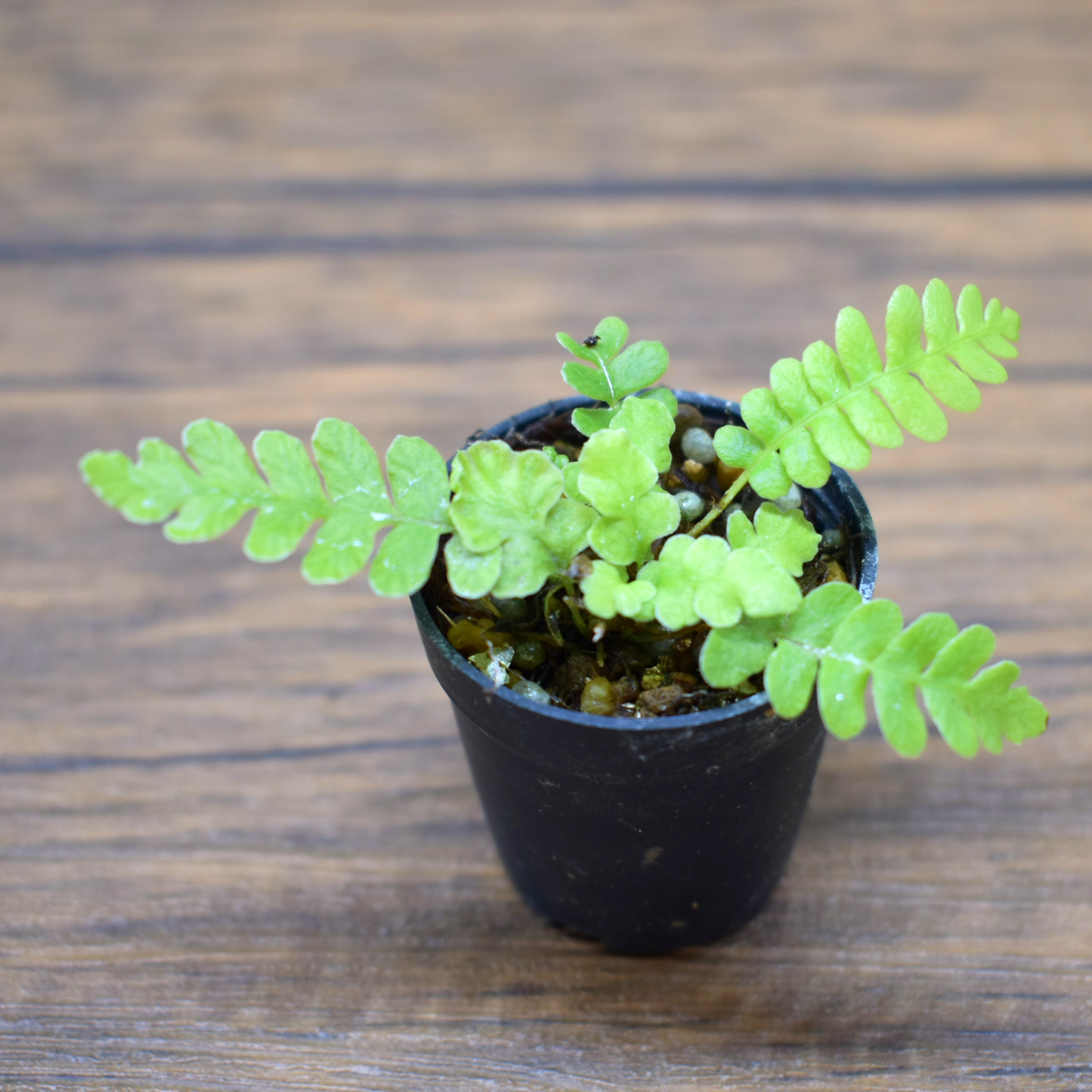 Blechnum spicant / ブレクナム スピカント | shida design シダ